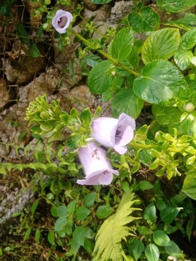 Gloxinia perennis, photographed by Mateo Puerta