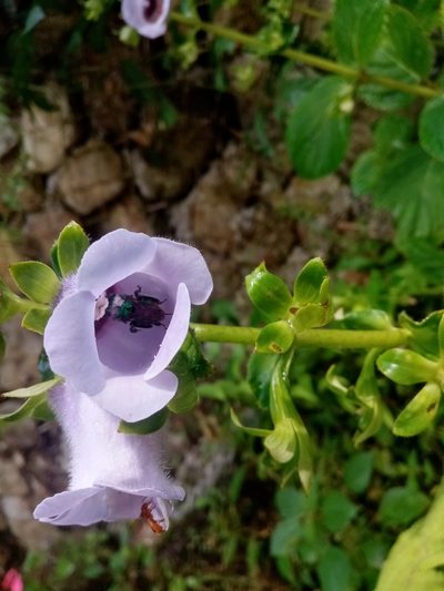 Gloxinia perennis, photographed by Mateo Puerta