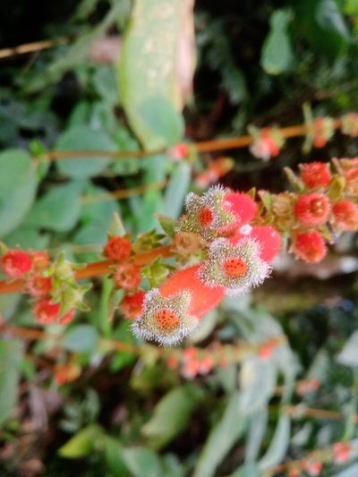 Kohleria stuebeliana, photographed by Mateo Puerta