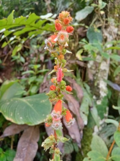 Kohleria stuebeliana, photographed by Mateo Puerta