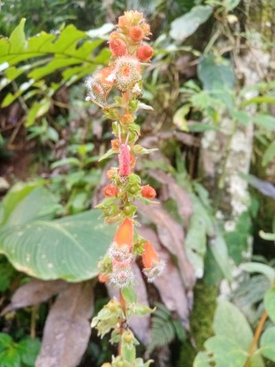 Kohleria stuebeliana, photographed by Mateo Puerta