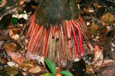 Euterpe oleracea, photographed by Kristof Zyskowski