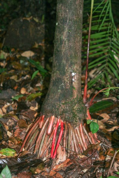 Euterpe oleracea, photographed by Kristof Zyskowski
