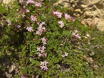 Plocama calabrica, photographed by Santiago Martín-Bravo