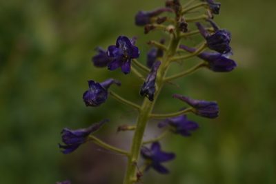 Delphinium barbeyi, photographed by John Powers