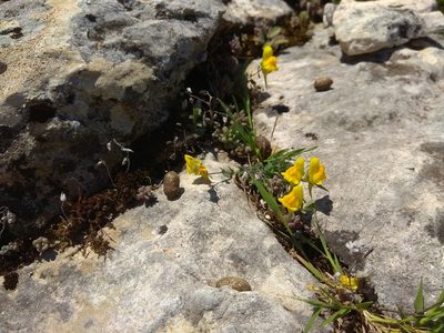 Linaria platycalyx, photographed by Santiago Martín-Bravo