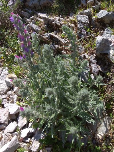 Echium albicans, photographed by Santiago Martín-Bravo