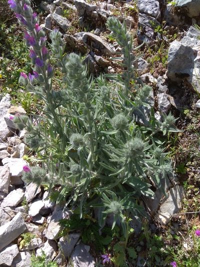 Echium albicans, photographed by Santiago Martín-Bravo