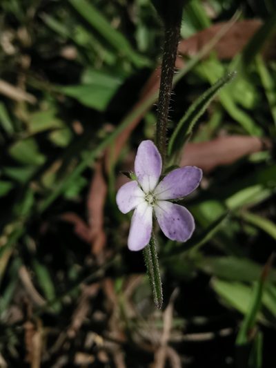Buchnera obliqua, photographed by Juan Carlos Pérez Magaña