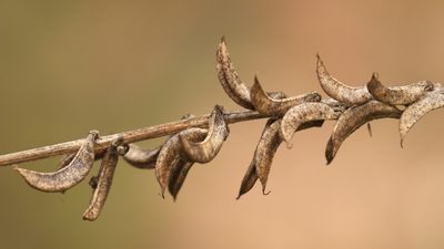 Astragalus falcatus, photographed by Вячеслав Юсупов
