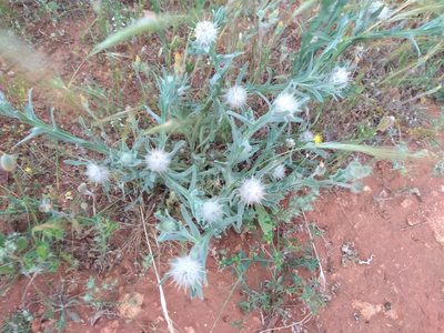 Centaurea eriophora, photographed by Santiago Martín-Bravo
