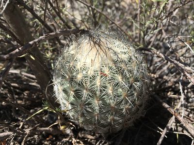 Sclerocactus mariposensis, photographed by Karla M. Benítez