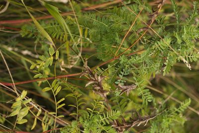 Astragalus falcatus, photographed by Вячеслав Юсупов