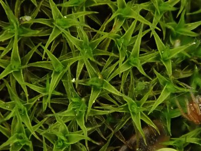 Vinealobryum vineale, photographed by Daniel Cahen