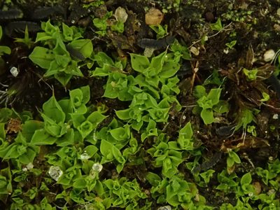 Syntrichia montana, photographed by Daniel Cahen