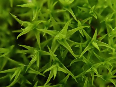 Vinealobryum vineale, photographed by Daniel Cahen