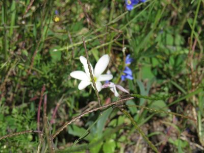Heliophila coronopifolia, photographed by Jeremy Gilmore