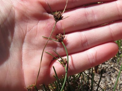 Ficinia indica, photographed by Jeremy Gilmore