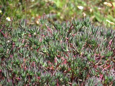 Lampranthus emarginatus, photographed by Jeremy Gilmore