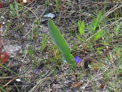 Eriospermum lanceifolium, photographed by Jeremy Gilmore