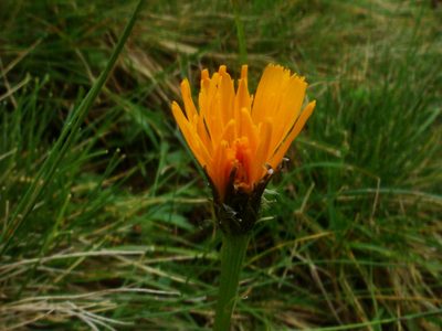 Scorzoneroides crocea, photographed by Christian Berg