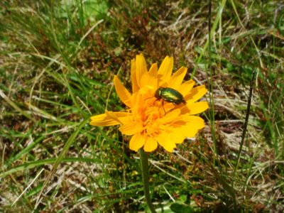 Scorzoneroides crocea, photographed by Christian Berg