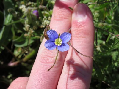 Heliophila coronopifolia, photographed by Jeremy Gilmore