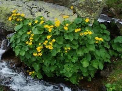 Doronicum cataractarum, photographed by Christian Berg