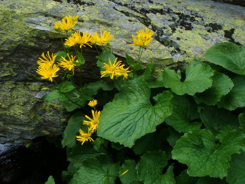 Doronicum cataractarum, photographed by Christian Berg