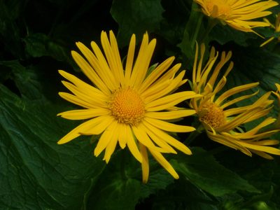 Doronicum cataractarum, photographed by Christian Berg
