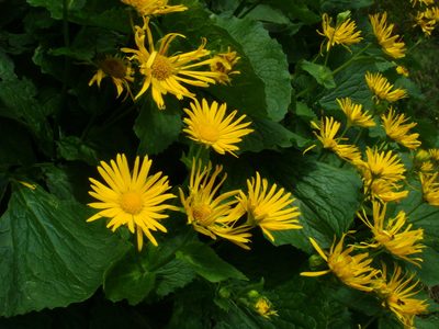 Doronicum cataractarum, photographed by Christian Berg