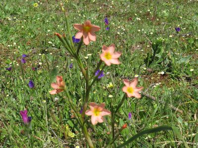 Moraea miniata, photographed by Jeremy Gilmore