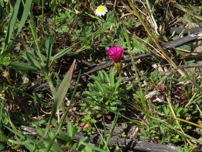 Oxalis glabra, photographed by Jeremy Gilmore