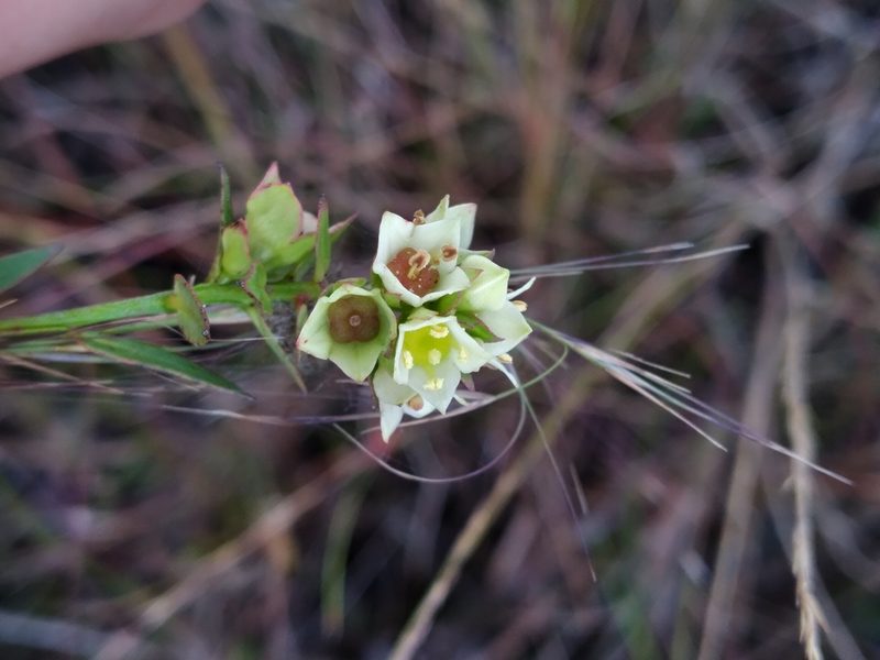 Ludwigia suffruticosa, photographed by Scott Ward