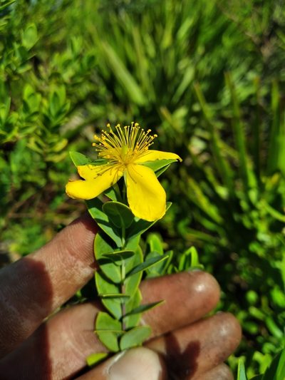 Hypericum edisonianum, photographed by Scott Ward