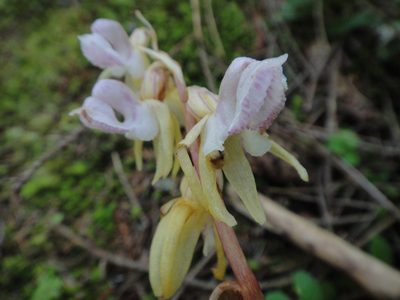 Epipogium aphyllum, photographed by Christian Berg