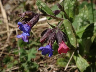 Pulmonaria stiriaca, photographed by Christian Berg