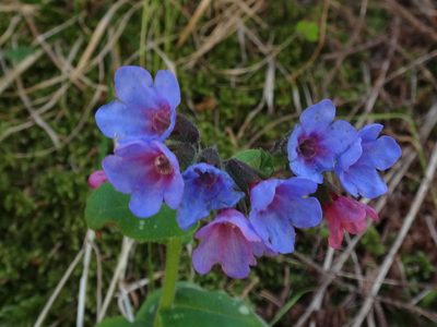 Pulmonaria stiriaca, photographed by Christian Berg