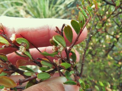 Cercocarpus breviflorus, photographed by Annika Lindqvist