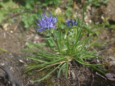 Phyteuma confusum, photographed by Christian Berg