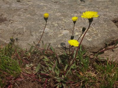 Pilosella lactucella, photographed by Christian Berg