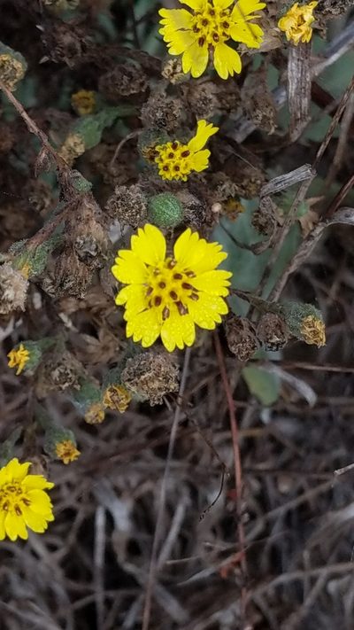 Deinandra increscens, photographed by George Williams