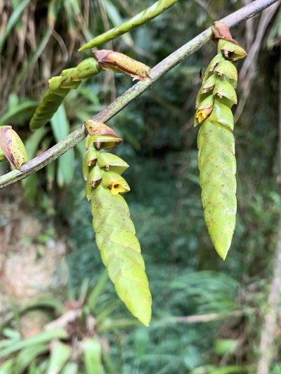 Racinaea goudae, photographed by Diego F. Cisneros-Heredia