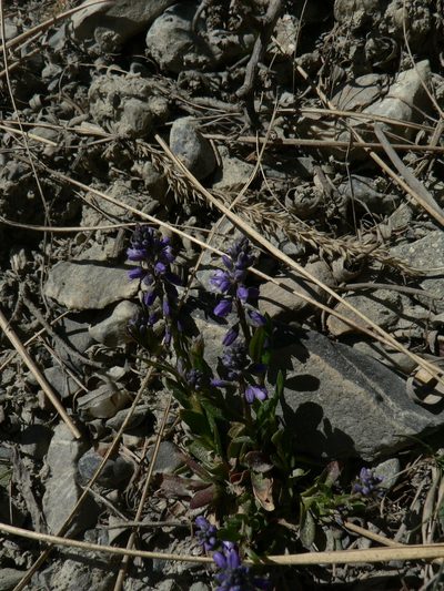 Polygala alpestris, photographed by Yves Bas