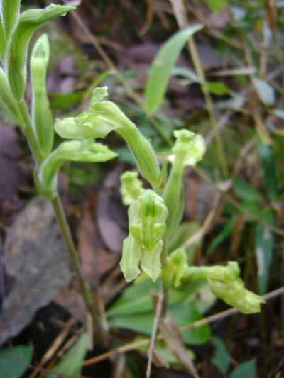 Sarcoglottis sceptrodes, photographed by Tereso Hernández Morales