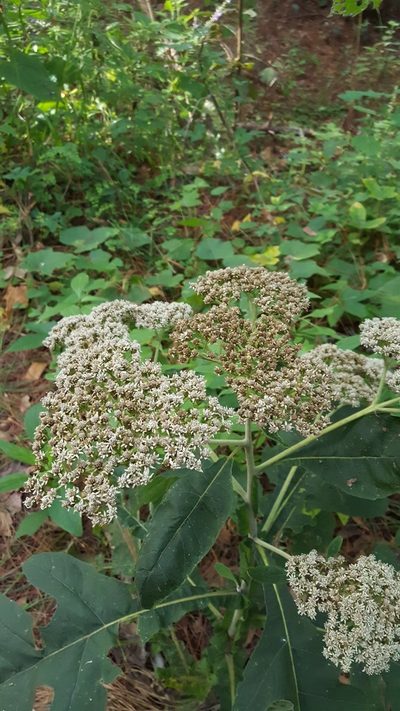 Verbesina turbacensis, photographed by Eugenio Padilla