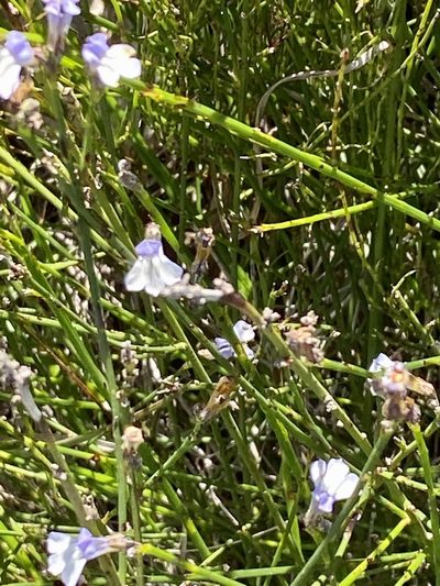 Lobelia capillifolia, photographed by Christina