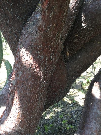 Bursera galeottiana, photographed by Erick Vélez Sánchez
