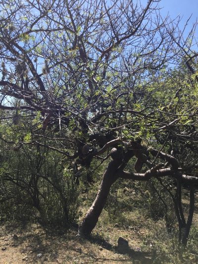 Bursera galeottiana, photographed by Erick Vélez Sánchez