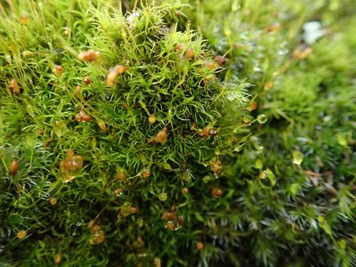 Calcidicranella varia, photographed by agujaceratops